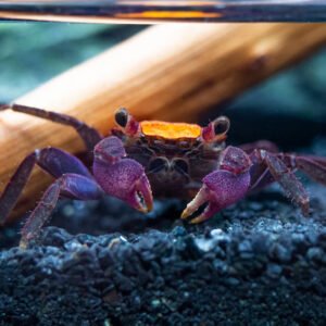 Vámpírrák Halloween (Geosesarma quadratus)