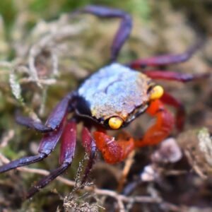 Vámpírrák Rainbow (Geosesarma rouxi)