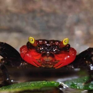 Vámpírrák Red Devil (Geosesarma Hagen)