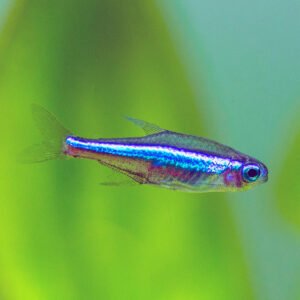 Zöld neonhal (Paracheirodon simulans)