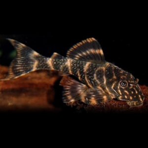 L104 Tigrispleco (Panaque maccus)