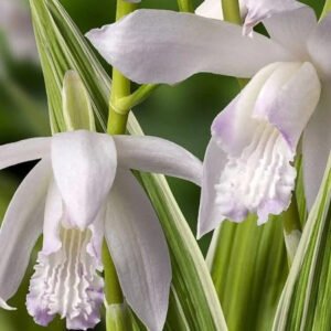 Japán Orchidea fehér (Bletilla striata 'Alba')