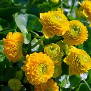 Teltvirágú gólyahír (Caltha palustris 'Multiplex')