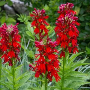 Tűzpiros lobélia (Lobelia cardinalis)