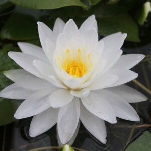 Nymphaea Perry's double White tavirózsa