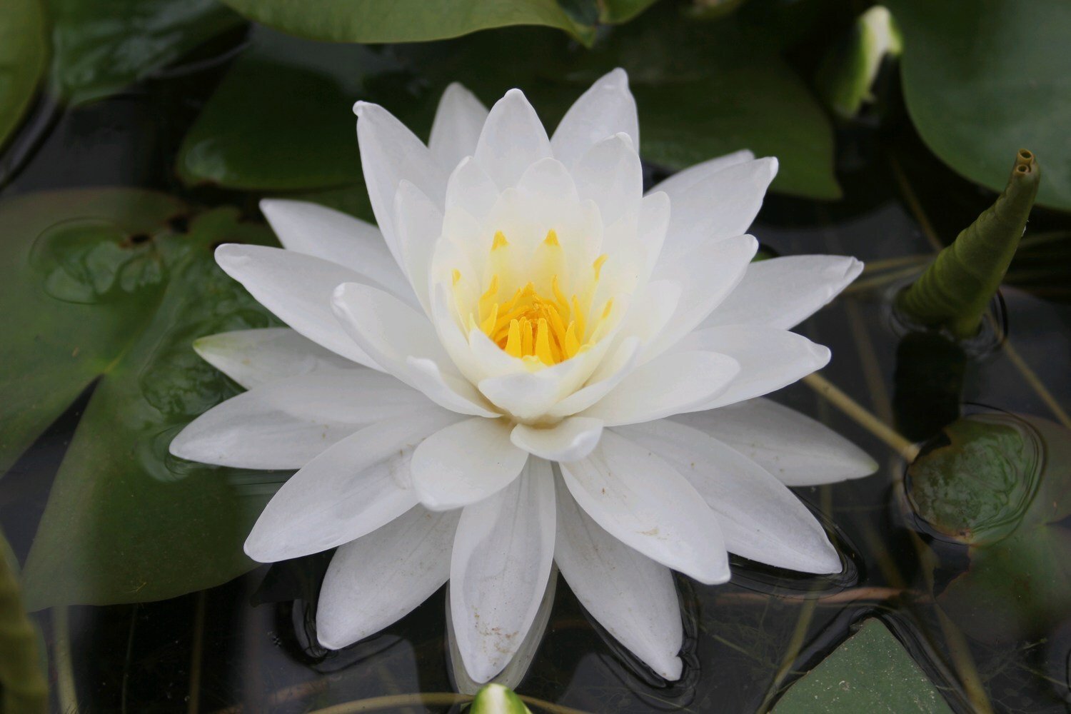 Nymphaea Perry's double White tavirózsa