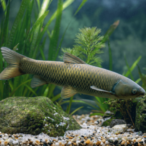 Barna amur (Ctenopharyngodon idella) 12-15 cm