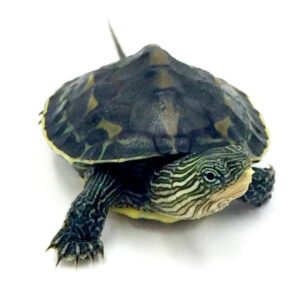 Kínai csíkos teknős (Mauremys sinensis)