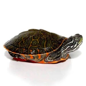 Vöröshasú térképteknős (Pseudemys rubiventris)