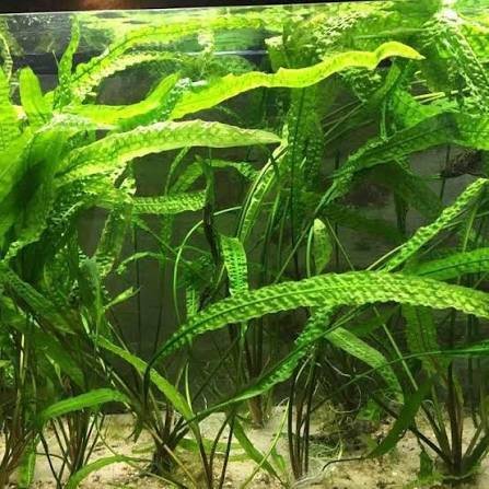 Cryptocoryne aponogetifolia (Fodroslevelű vízikehely)