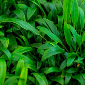 Cryptocoryne lucens