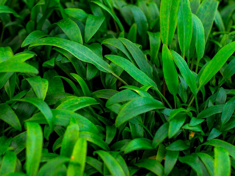Cryptocoryne lucens