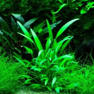 Cryptocoryne willisii