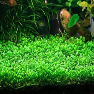 Glossostigma elatinoides