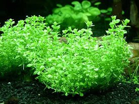Hemianthus micranthemoides