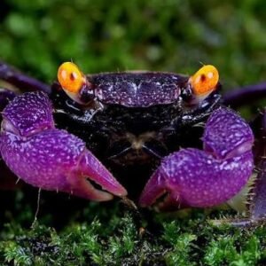 Vámpírrák Karnevál (Geosesarma bicolor)