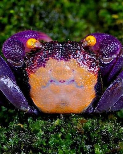 Vámpírrák Karnevál (Geosesarma bicolor)