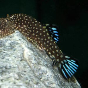 Kékuszonyú Pöttyös palacsinta algázó (Gastromyzon punctulatus)
